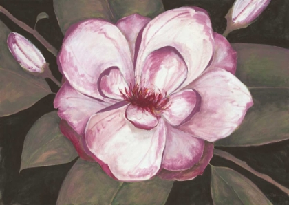 Picture of BLUSHING MAGNOLIA