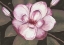 Picture of BLUSHING MAGNOLIA