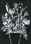 Picture of BLACK AND WHITE BOUQUET 2