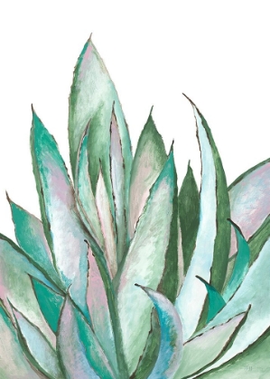 Picture of ALOE SUCCULENT