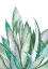 Picture of ALOE SUCCULENT