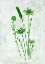 Picture of FRESH GREENERY GARDEN