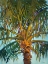 Picture of RIVIERA PALM