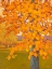 Picture of AUTUMN GOLD