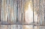Picture of FOREST REFLECTIONS 