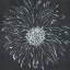 Picture of CHALK BLOOM 1