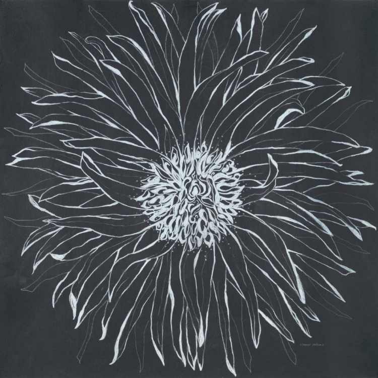 Picture of CHALK BLOOM 1
