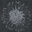 Picture of CHALK BLOOM 2