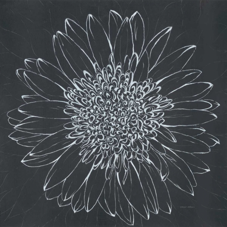 Picture of CHALK BLOOM 2
