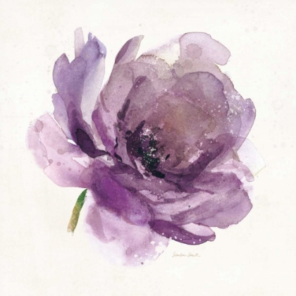 Picture of WATERY PLUM BLOOM 1