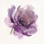 Picture of WATERY PLUM BLOOM 1