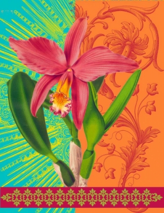 Picture of RADIANT ORCHID