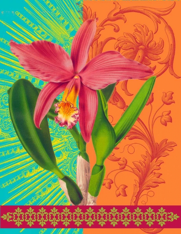 Picture of RADIANT ORCHID
