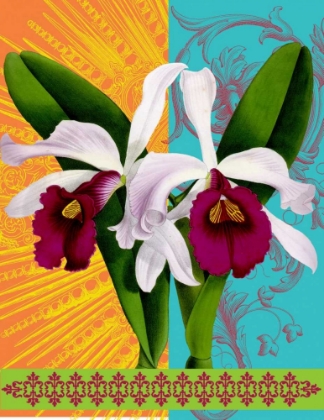 Picture of STAR BURST ORCHID