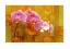 Picture of SHEER PINK ORHCID