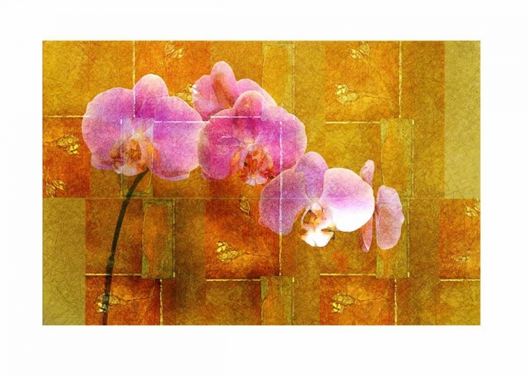 Picture of SHEER PINK ORHCID