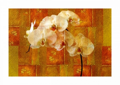 Picture of SHEER WHITE ORCHID