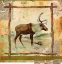 Picture of ELK NATURE