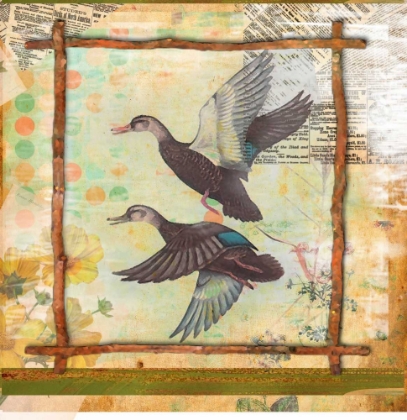 Picture of DUCK NATURE