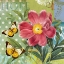 Picture of POLKA DOT PEONY