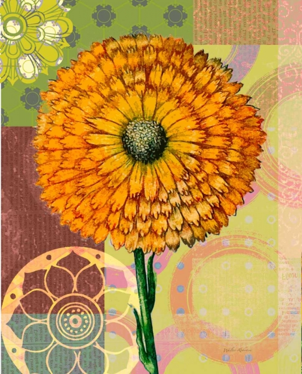 Picture of ZINNIA STORY