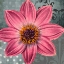 Picture of POLKA DOT DAHLIA 2