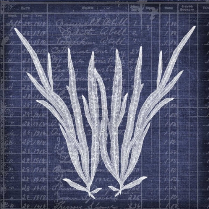 Picture of SEAWEED DOCUMENT 1