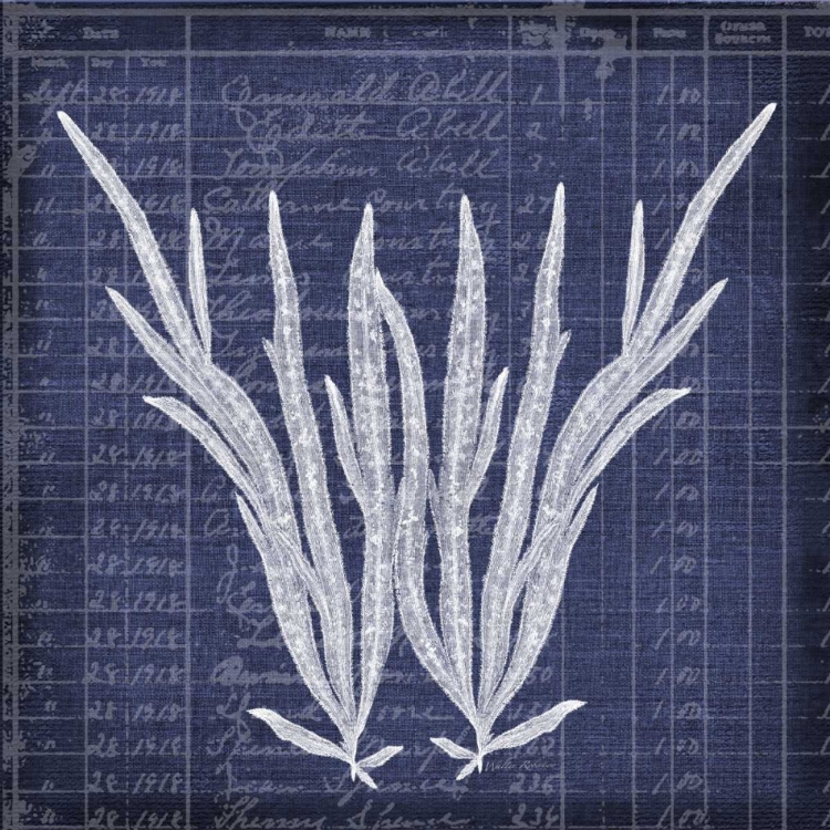 Picture of SEAWEED DOCUMENT 1
