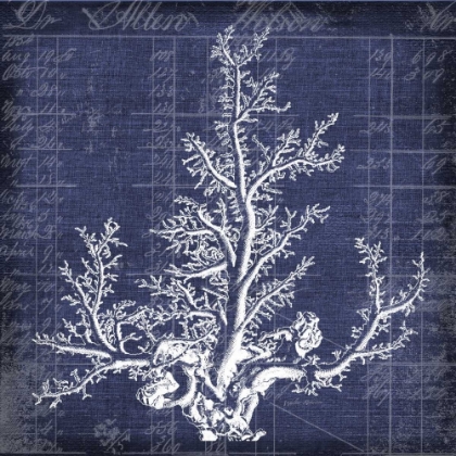 Picture of SEAWEED DOCUMENT 2