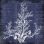 Picture of SEAWEED DOCUMENT 2