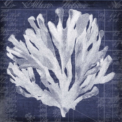 Picture of SEAWEED DOCUMENT 3