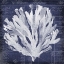 Picture of SEAWEED DOCUMENT 3