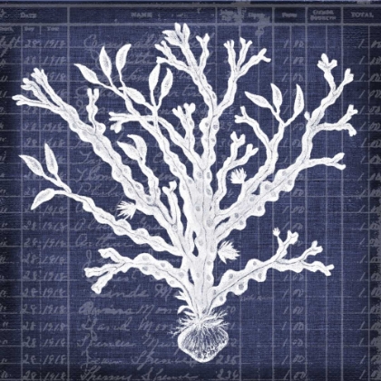 Picture of SEAWEED DOCUMENT 4