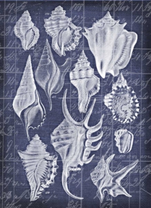 Picture of SHELL LIFE 1