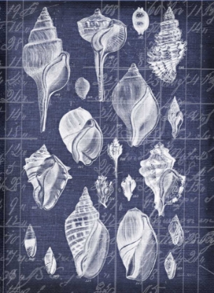 Picture of SHELL LIFE 2