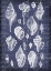 Picture of SHELL LIFE 2