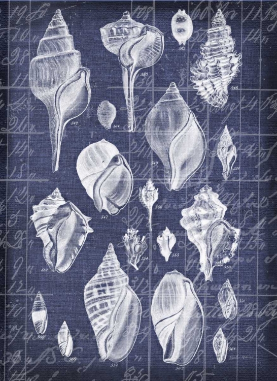 Picture of SHELL LIFE 2