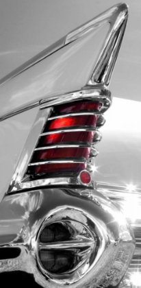 Picture of WHITE TAILFIN