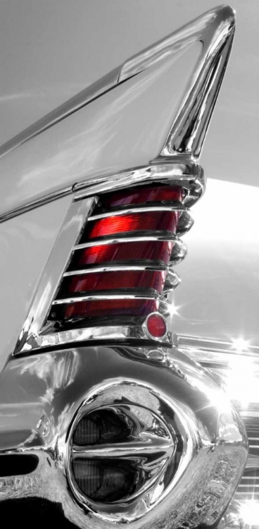 Picture of WHITE TAILFIN