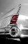 Picture of WHITE TAILFIN