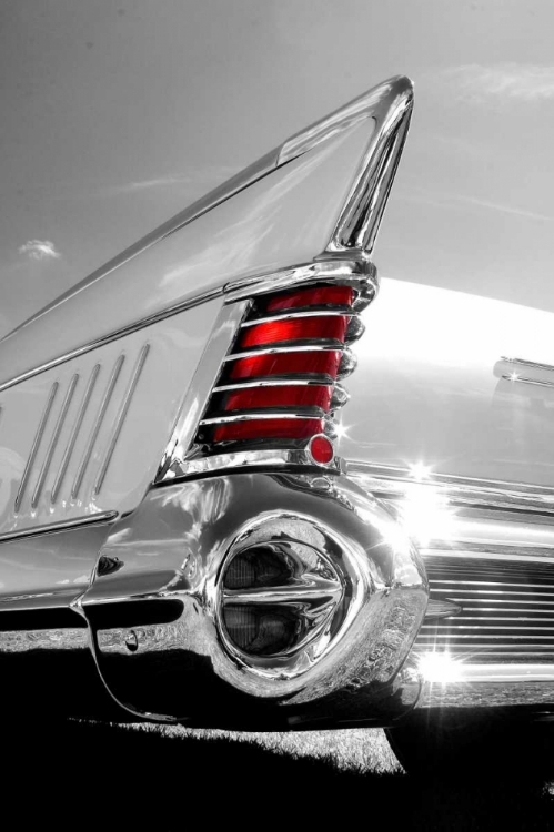 Picture of WHITE TAILFIN