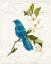 Picture of TRELLIS SONG