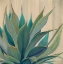 Picture of WILD AGAVE 1