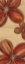 Picture of SCARLET GLORY 2