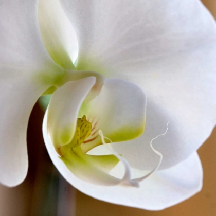 Picture of IVORY ORCHID