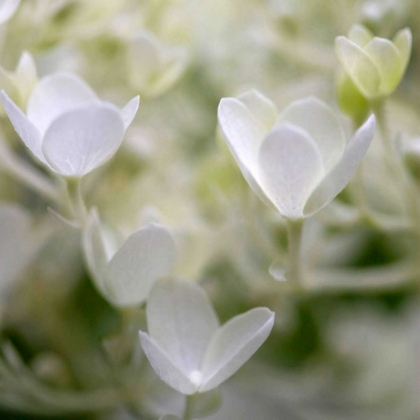 Picture of IVORY HYDRANGEA
