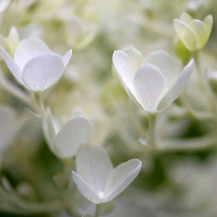 Picture of IVORY HYDRANGEA