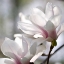 Picture of IVORY MAGNOLIA
