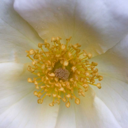 Picture of COSMOS CENTER