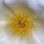 Picture of COSMOS CENTER